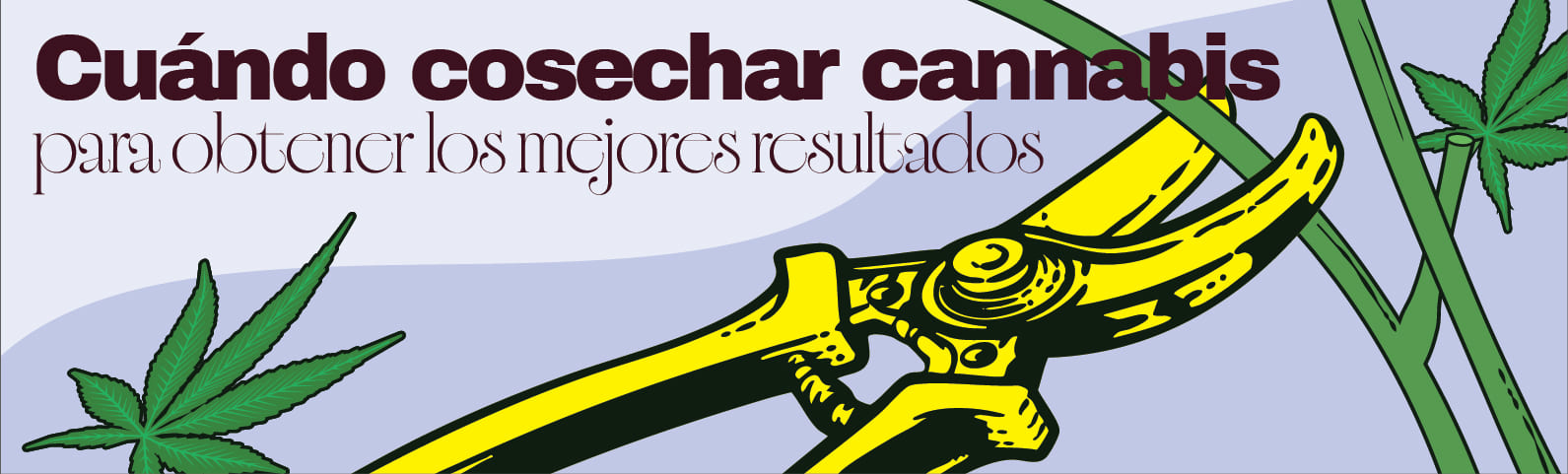 Cuándo cosechar cannabis para obtener los mejores resultados Cuándo cosechar cannabis para obtener los mejores resultados